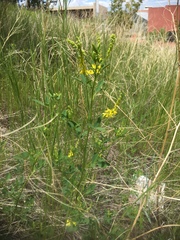 Melilotus officinalis