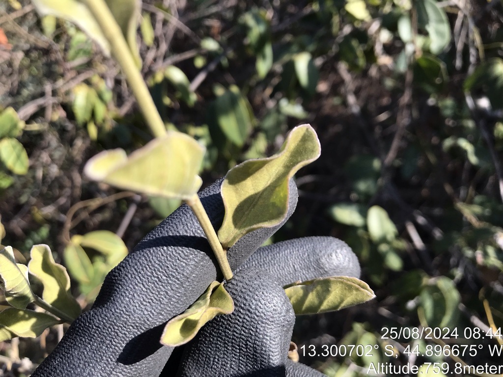 Lepidaploa nitens