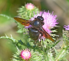Xylocopa