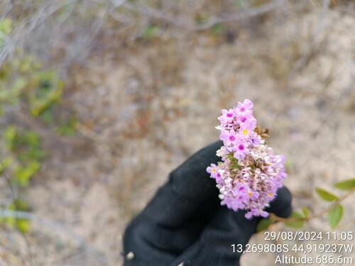 Lippia acutidens