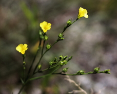 Linum sulcatum