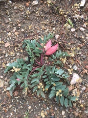 Astragalus shortianus