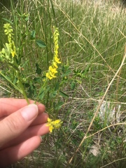Melilotus officinalis
