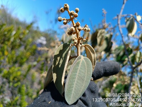 Miconia acutifolia