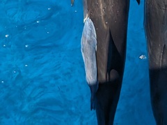 Whalesucker photo 2