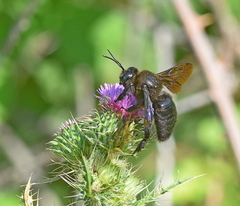 Xylocopa