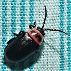 Kuschelina scripticollis