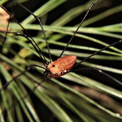 Leiobunum nigropalpi