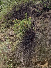 Diplacus longiflorus