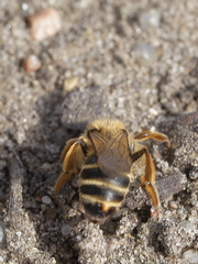 Andrena flavipes