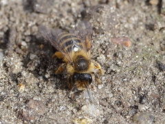Andrena flavipes