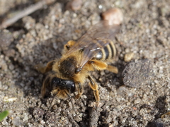 Andrena flavipes