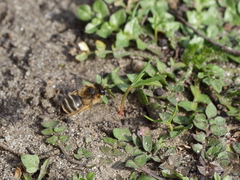 Andrena flavipes