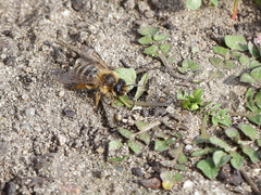 Andrena flavipes
