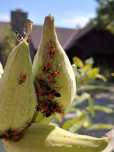 Large Milkweed Bug photographed in Ohio