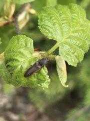 Corymbitodes tarsalis