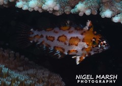 Macropharyngodon choati
