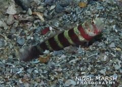 Amblyeleotris wheeleri