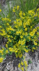 Melilotus officinalis