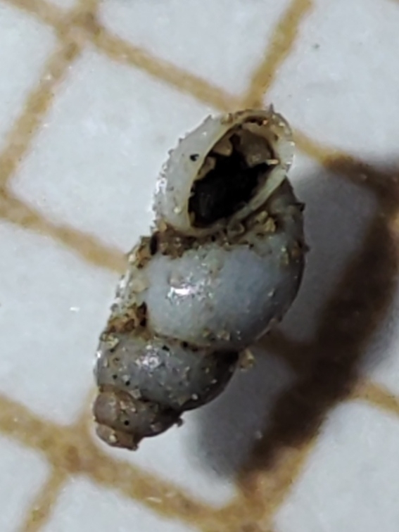 Alzoniella pyrenaica