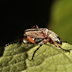 Macrodactylus angustatus