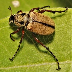 Macrodactylus subspinosus