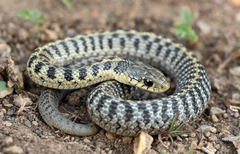 Montane Garter Snake photo 1