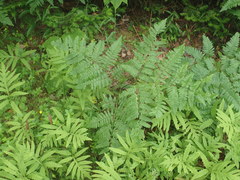 Pteridium aquilinum image