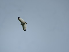 Pseudastur albicollis