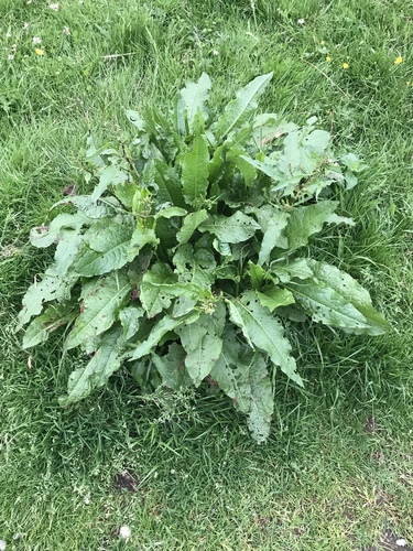 Rumex × pratensis iNat (1)