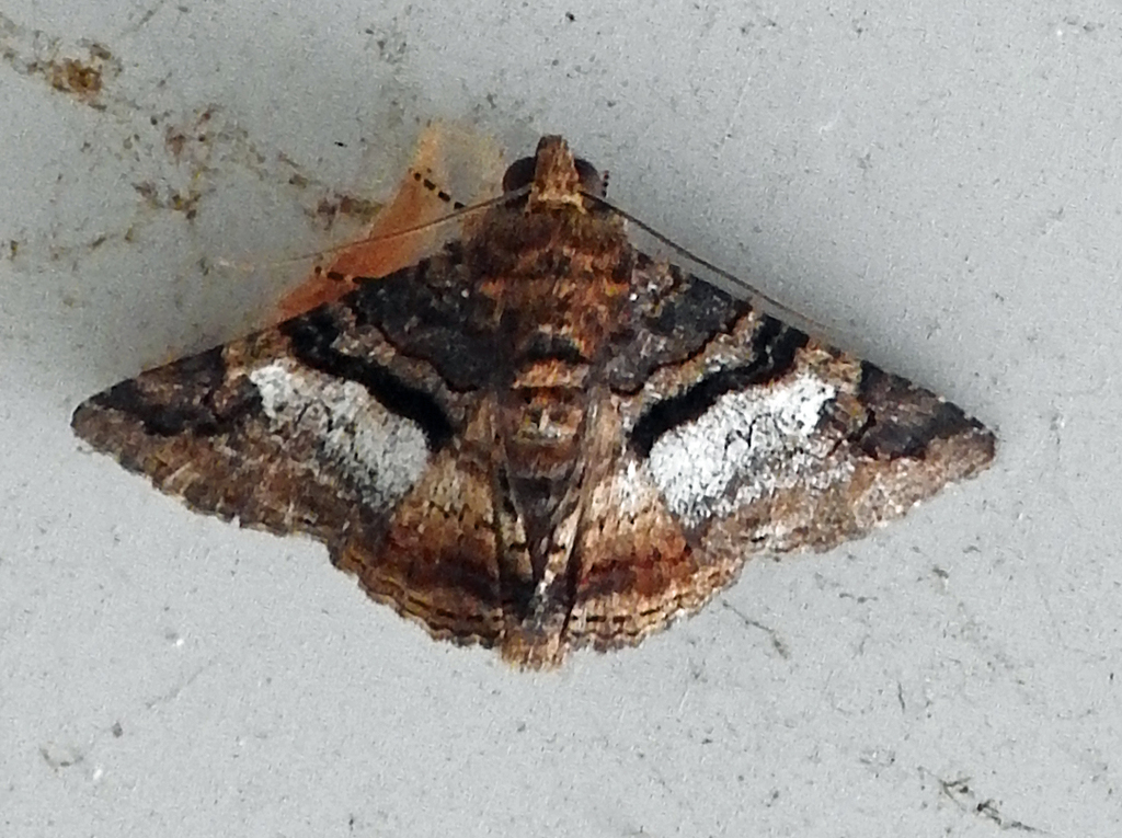 Metria bilineata