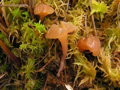 Ascocoryne turficola