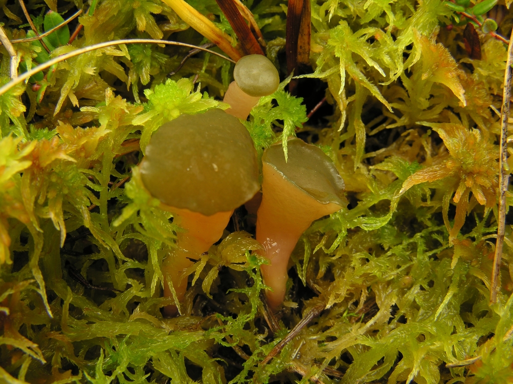 bog jellydisc