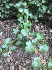 Ribes speciosum
