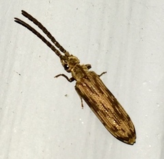 Tenomerga cinerea
