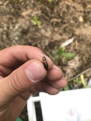 Nitidolimonius resplendens