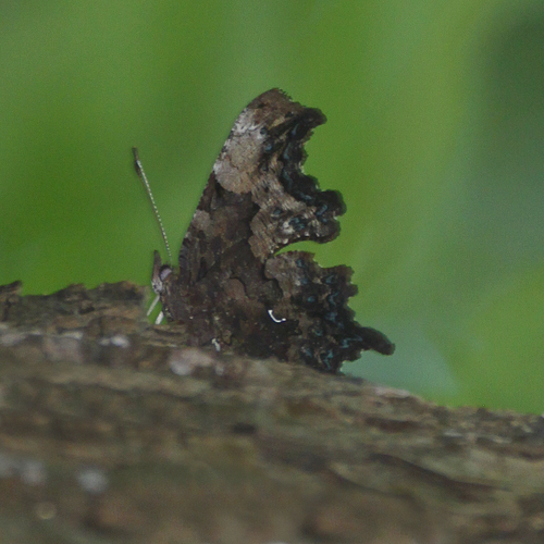 Green Comma photo 5