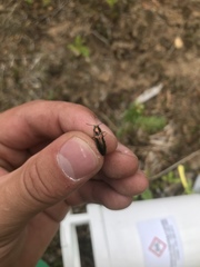 Nitidolimonius resplendens