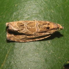 Olethreutes permundana