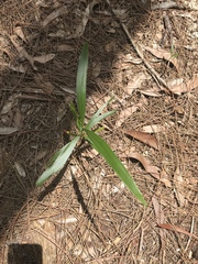 Acacia auriculiformis