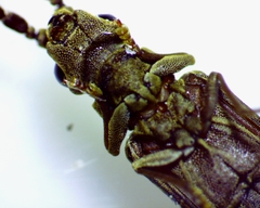 Tenomerga cinerea