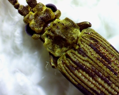 Tenomerga cinerea