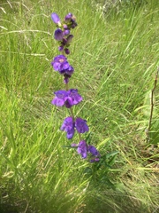 Penstemon strictus