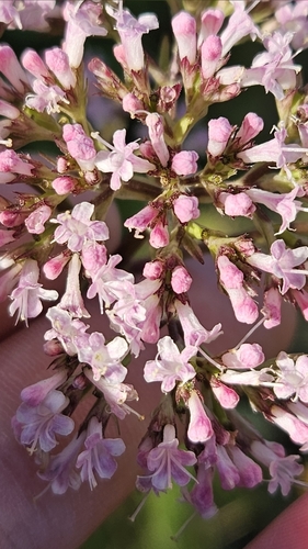 valeriána výbežkatá (Valeriana excelsa)