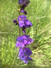 Penstemon strictus