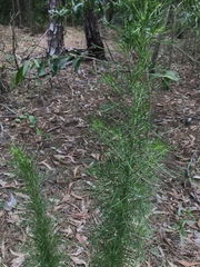 Eupatorium capillifolium