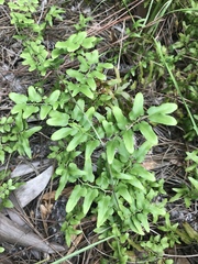 Lygodium microphyllum