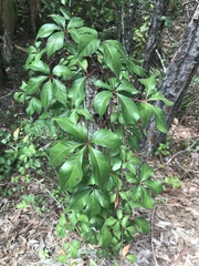 Parthenocissus quinquefolia