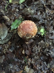 Amanita