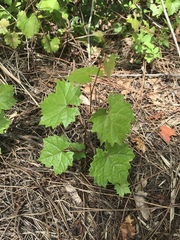 Vitis rotundifolia
